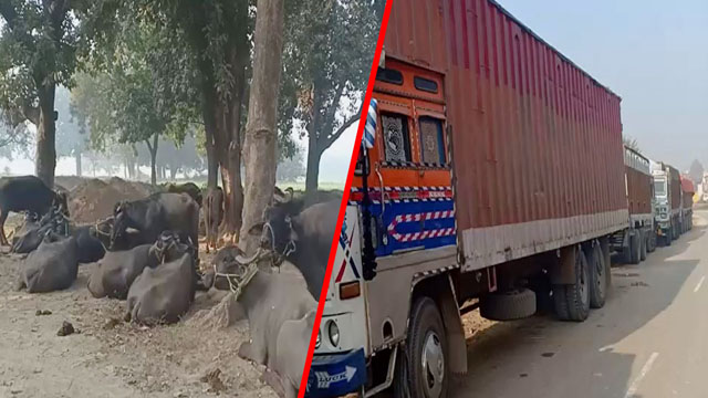 तीन ट्रक और एक कंटेनर से मवेशी बरामद, Kokhraj पुलिस ने की कार्रवाई