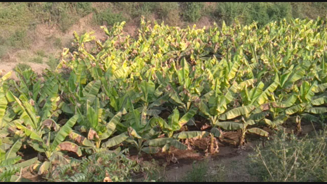 Banana Crop Field