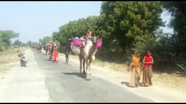 Rajasthani Migrating