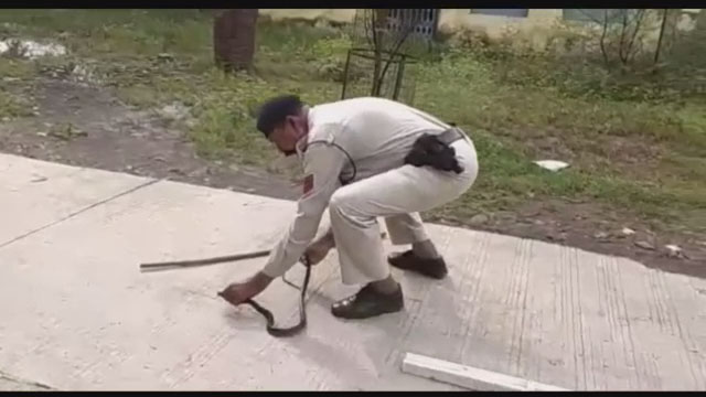 policeman catches snake