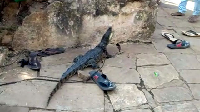 Crocodile seen in house