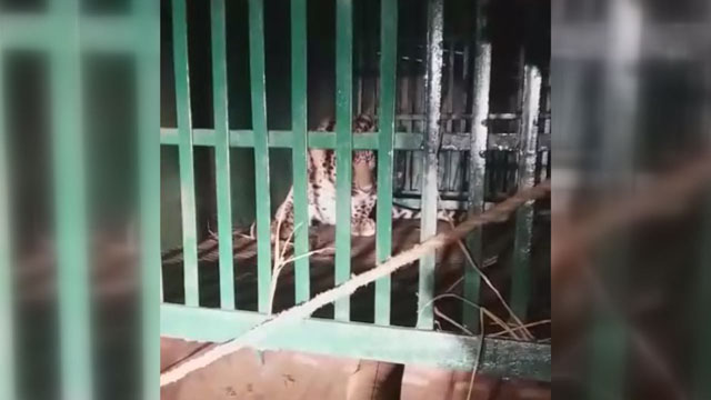 Leopard rescued
