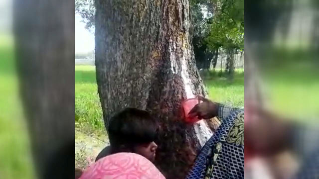 Neem Tree releasing milk