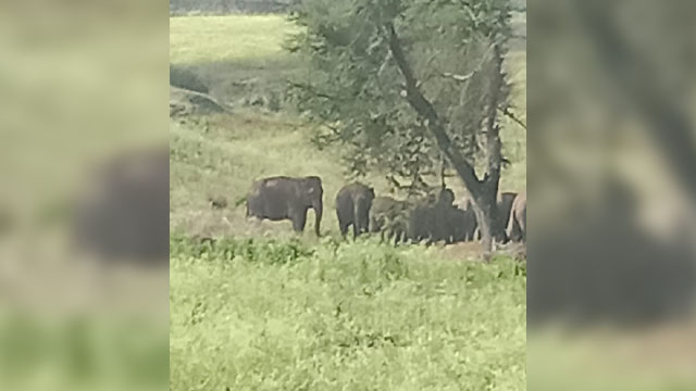 Wild elephants anuppur