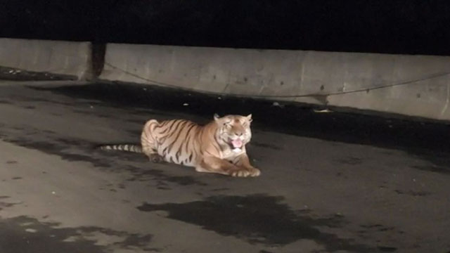 seoni highway tiger