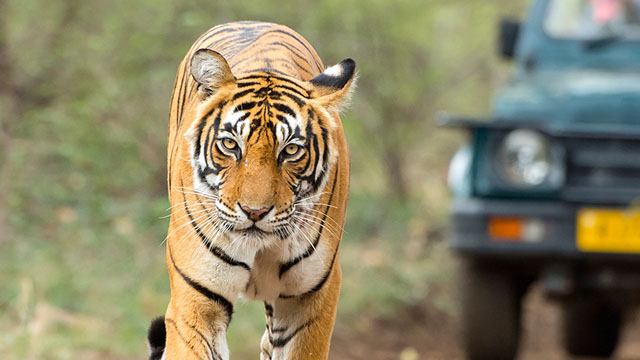 bhopal tiger safari