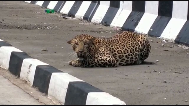 leopard seoni