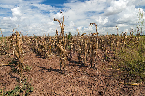 Europe Worst Drought : पूरे यूरोप में पड़ा सूखा ! कई जगह मिला खजाना